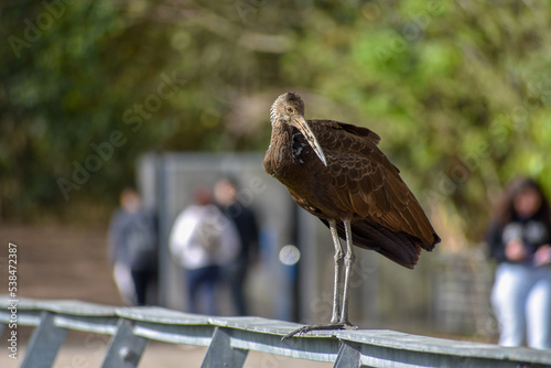 limpkin (Aramus guarauna) at the ciudad universitaria, costanera norte nature reserve photo