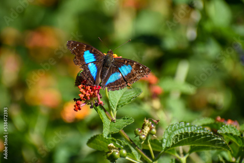 male Doxocopa laurentia, the turquoise emperor or Cherubina emperor butterfly