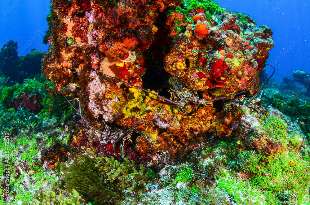 Corals and spiny lobsters in Fernando de Noronha sea, scuba diving in Brazil