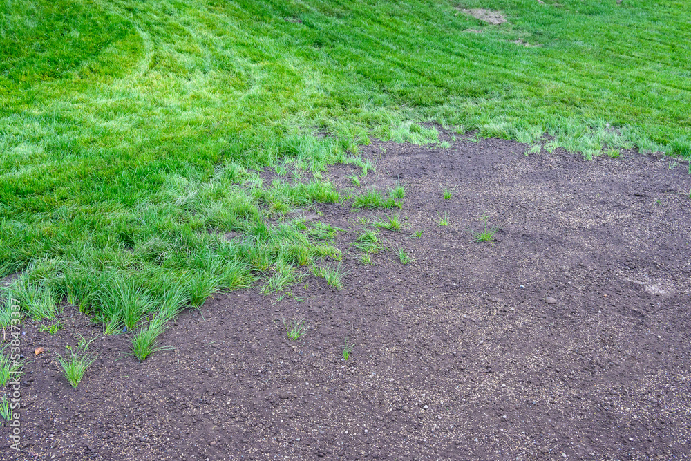 Grass seeds in fresh dirt, re-seeding a patchy lawn
