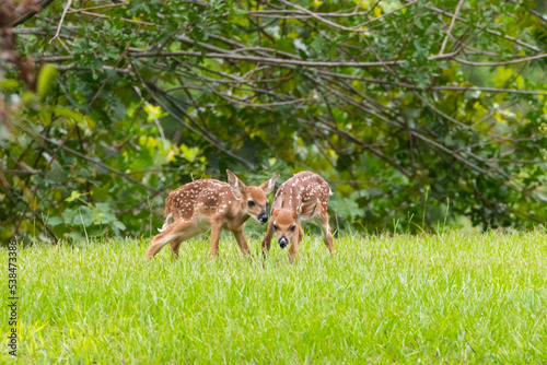 deer in the woods