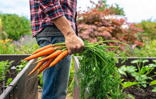 person working in vegetable garden harvesting carrots 