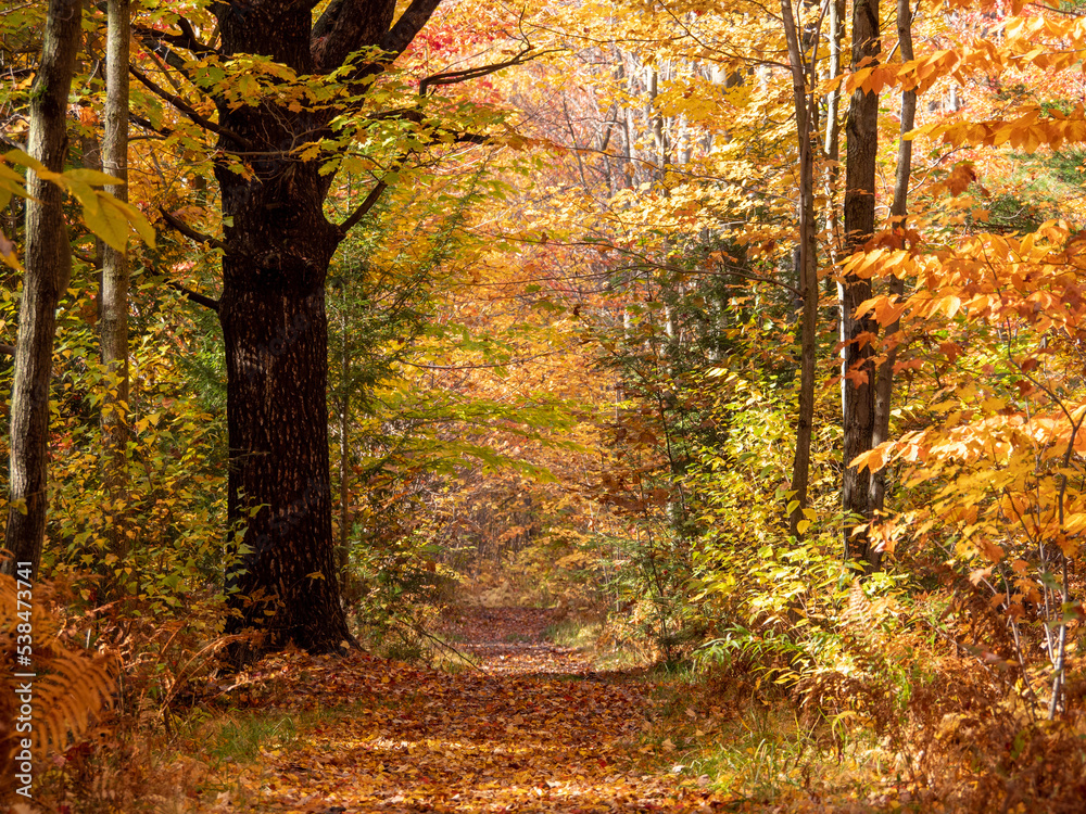 Obraz premium autumn in the forest