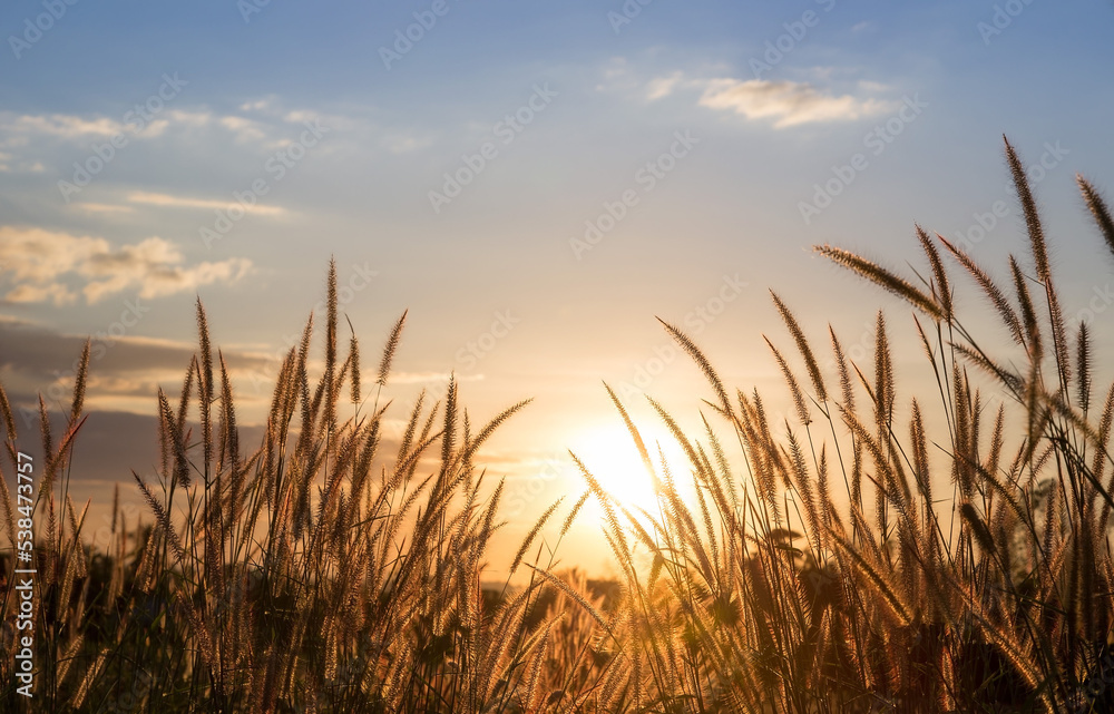 Closeup Feather Pennisetum, Mission grass along the marsh at sunset.Golden grass flower image the stem and flowers are similar to the wheat.