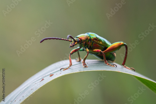 A beautiful frog legged leaf beetle Sagra buqueti sunbathing on a grass with bokeh background