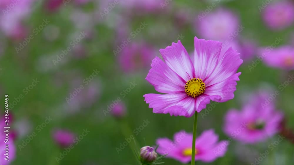 Autumn blooming Gesang flowers, a symbol of happiness. Autumn blooming Gesang flowers, a symbol of happiness.