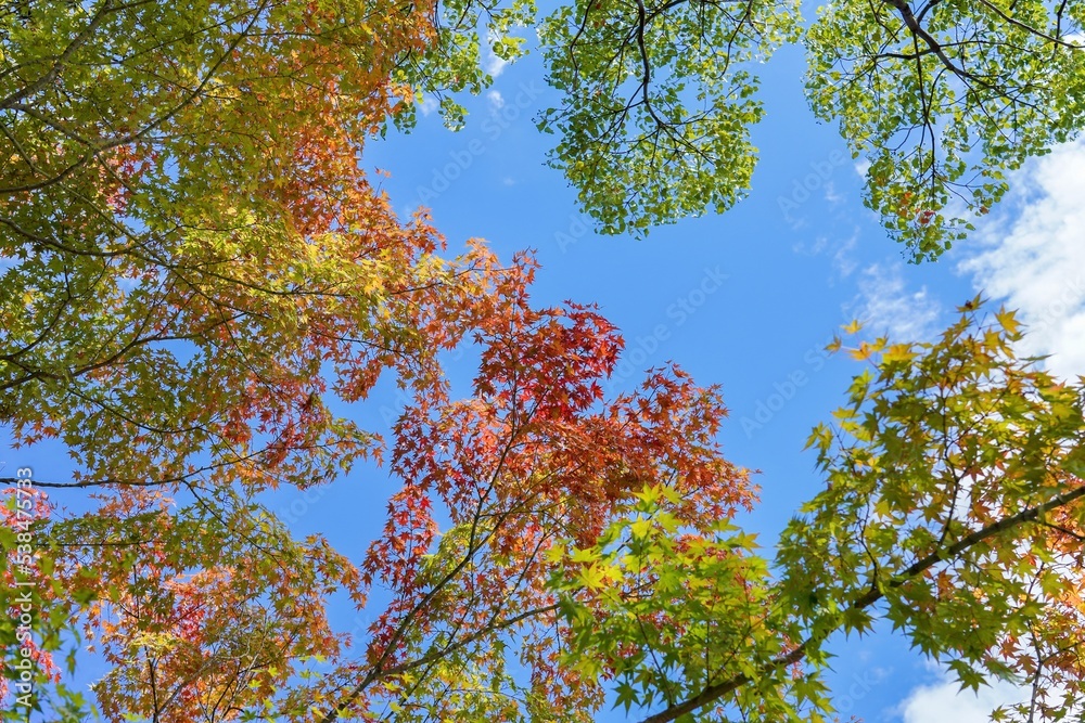 Obraz premium 青空バックに見上げるカラフルなモミジの紅葉@大阪