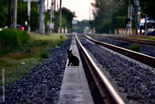 Cat at the Train Track