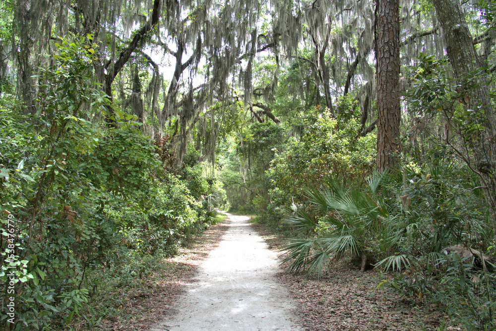 Obraz premium Driftwood Beach Jekyll island, Georgia USA