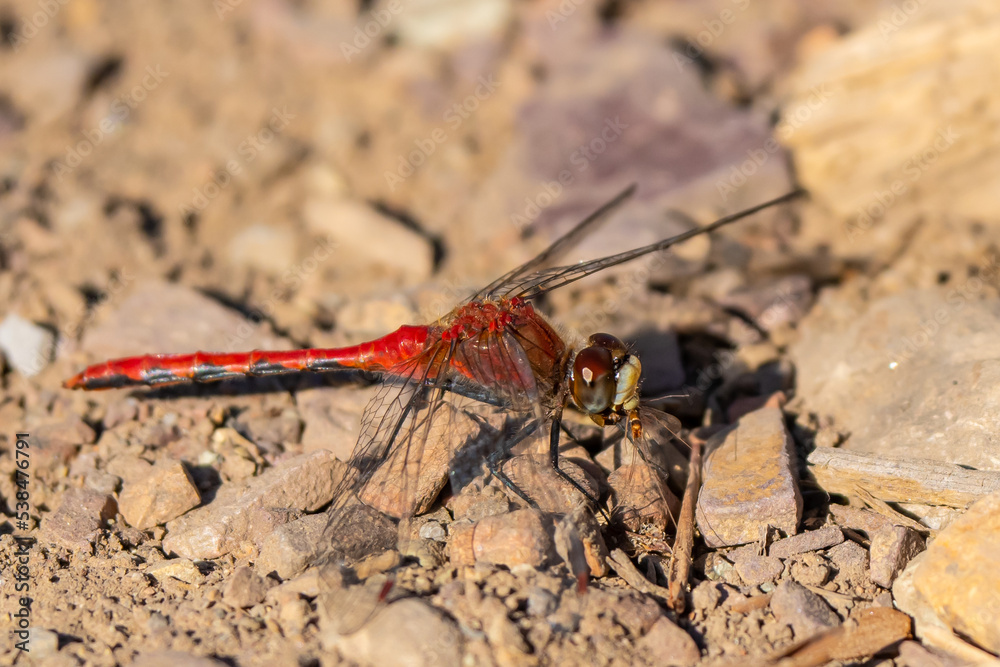 Cherry-Faced Meadowhawk Dragonfly and Victim Cherry-Faced Meadowhawk Dragonfly and Victim