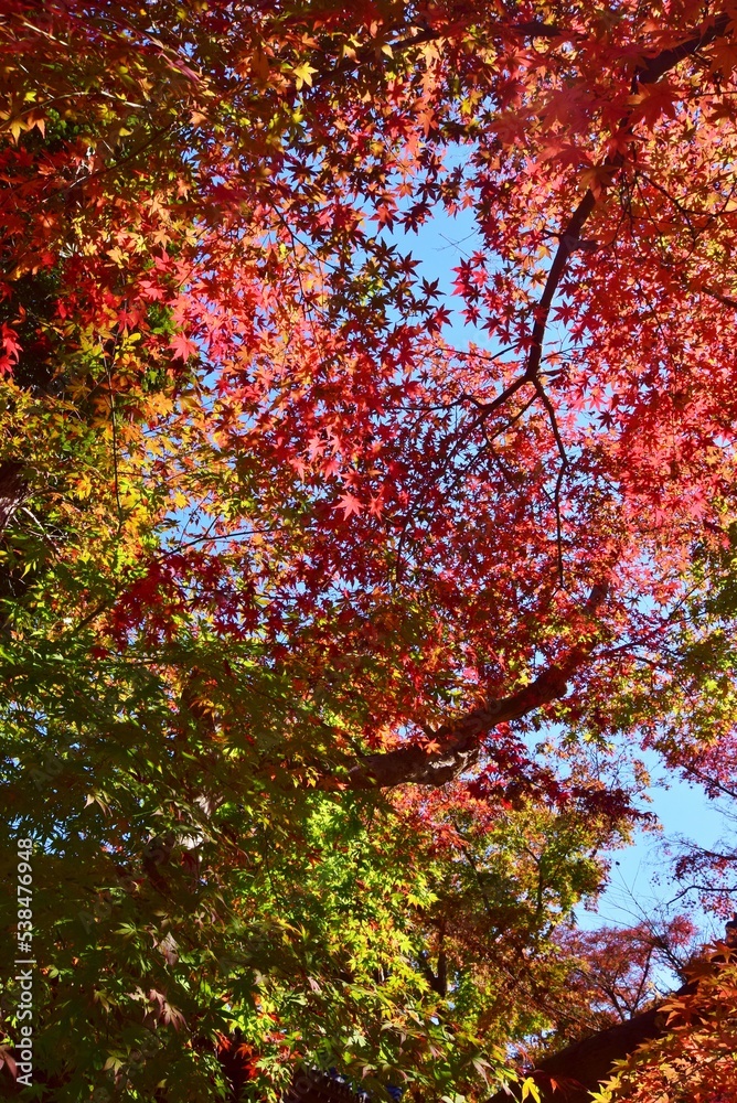 紅葉の長谷山　本土寺