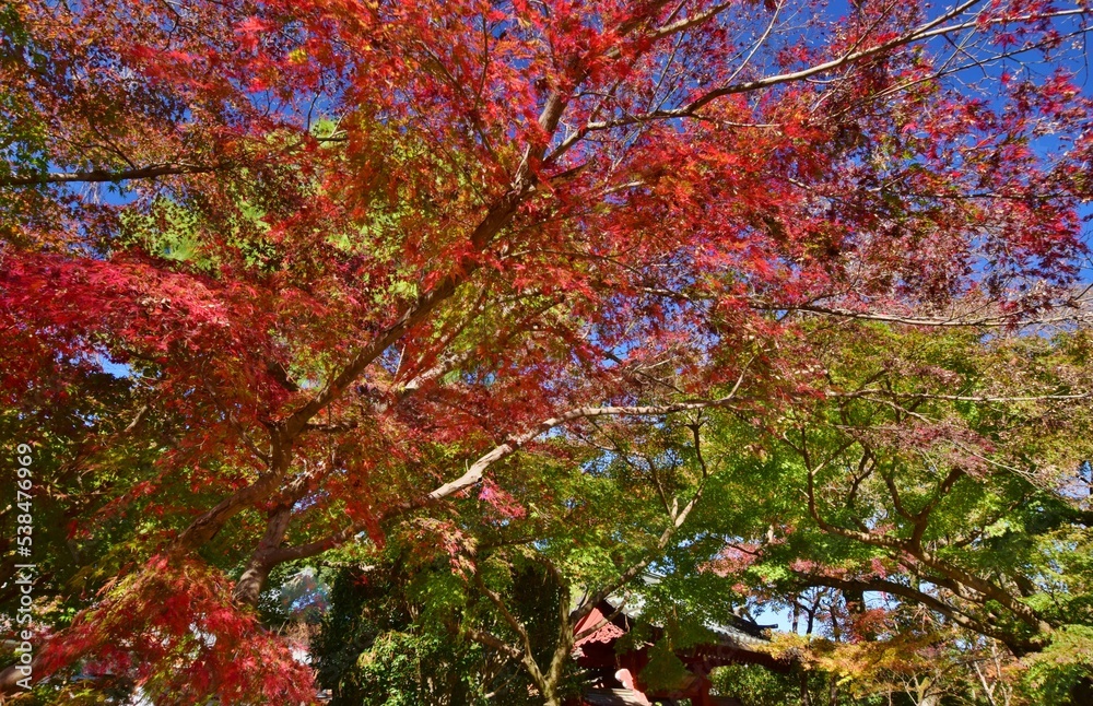 紅葉の長谷山　本土寺