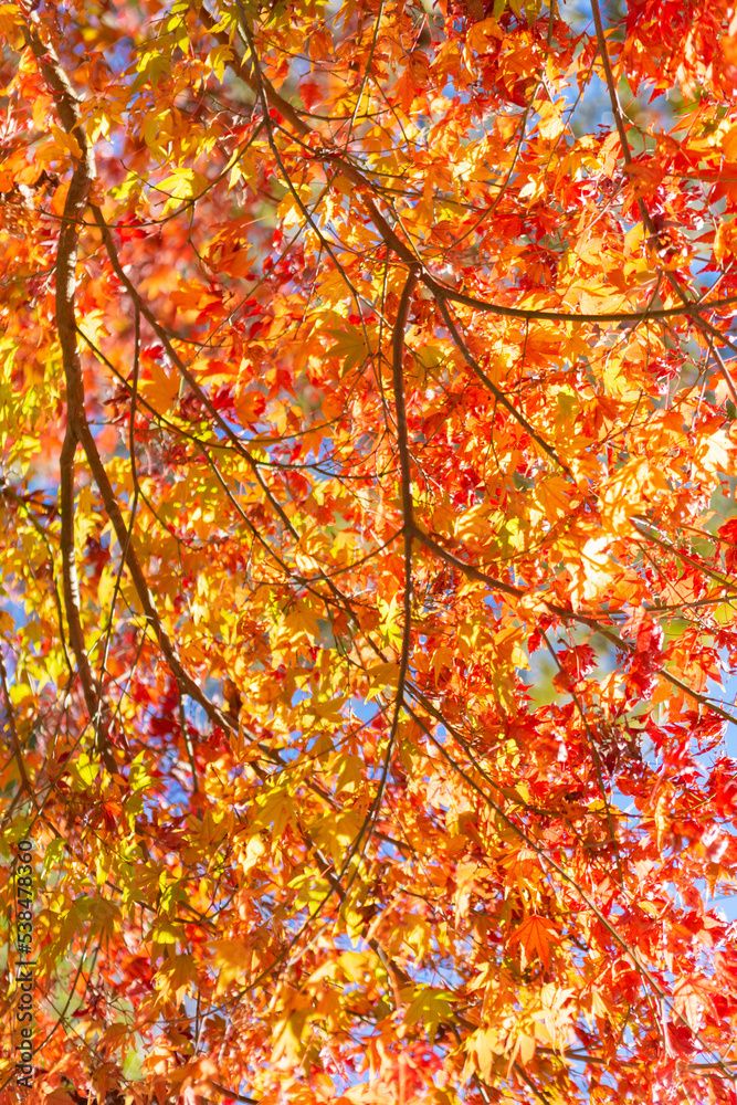 紅葉	