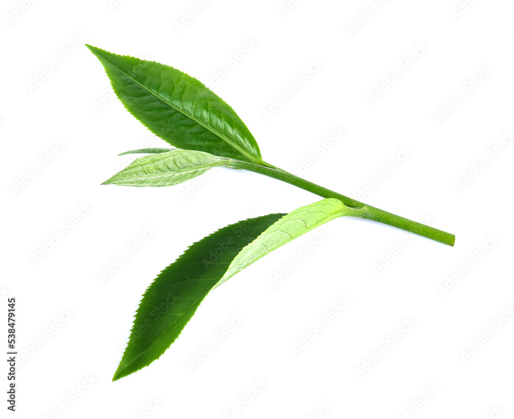 Obraz premium Green tea leaf isolated on white background