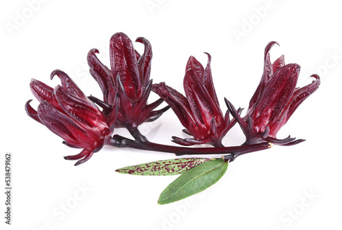 roselle hibiscus on white background