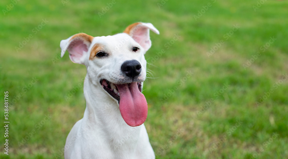 Happy smile of Jack russel puppy dog on green park