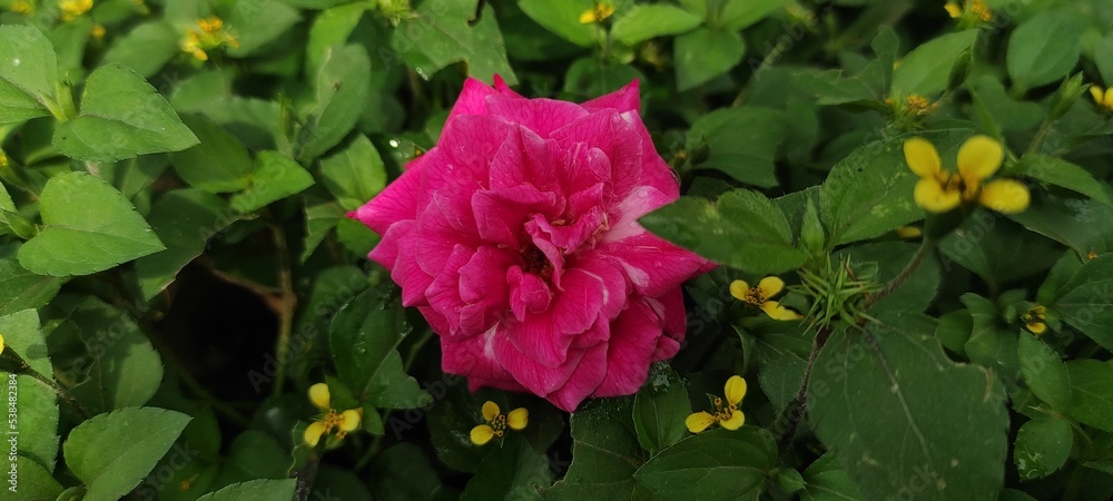 red and yellow rose red and yellow rose