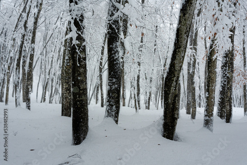 雪の積もった美人林 