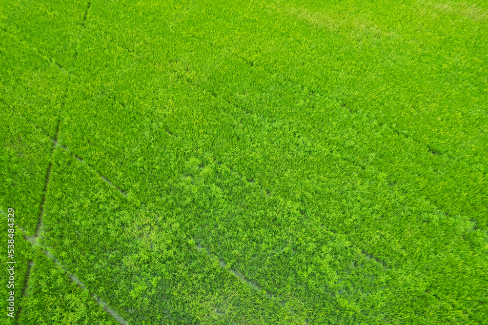 aerial view from flying drone of Field rice with landscape green pattern nature background, top view field rice aerial view from flying drone of Field rice with landscape green pattern nature background, top view field rice