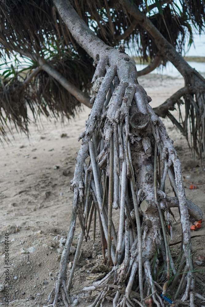 exposed roots of tropical tree. Long roots of Pandanus utilis and