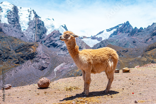 alpaca is resting at rainbow mountain in peruvian andes