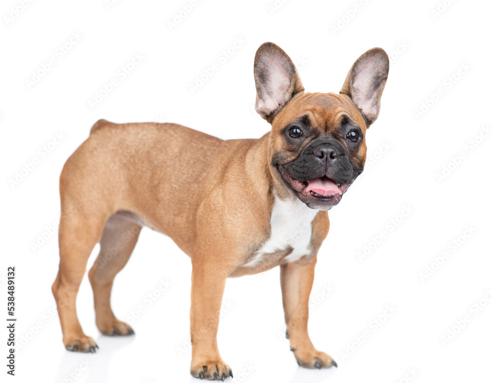 French Bulldog puppy standing in  side view and looking at camera. Isolated on white background