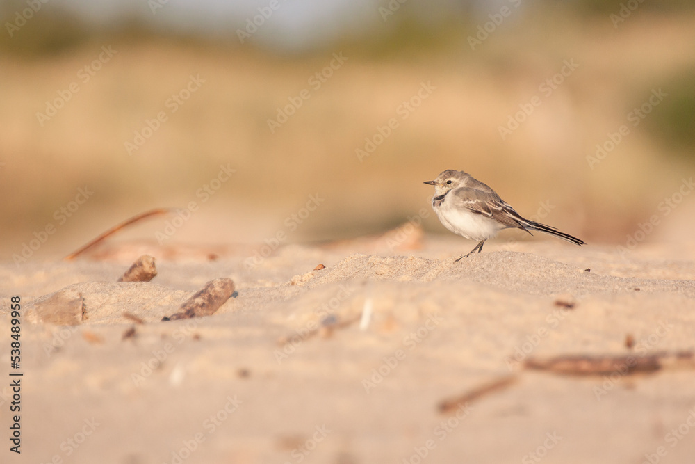 The white wagtail (Motacilla alba) is a small passerine bird in the family Motacillidae. Juvenile wagtail waiting on the beach for an adult bird to be fed with fresh insects. Blurred Background. The white wagtail (Motacilla alba) is a small passerine bird in the family Motacillidae. Juvenile wagtail waiting on the beach for an adult bird to be fed with fresh insects. Blurred Background.