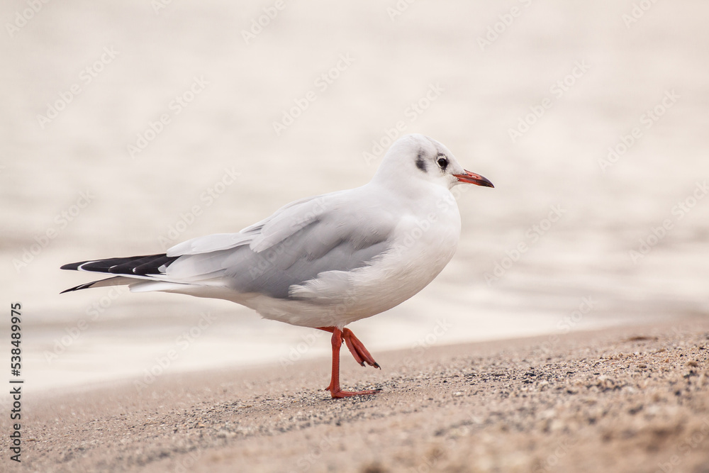black-headed gull (Chroicocephalus ridibundus) is a small gull that breeds in much of the Palearctic including Europe and also in coastal eastern Canada. Seagull standing on the beach. Winter plumage.