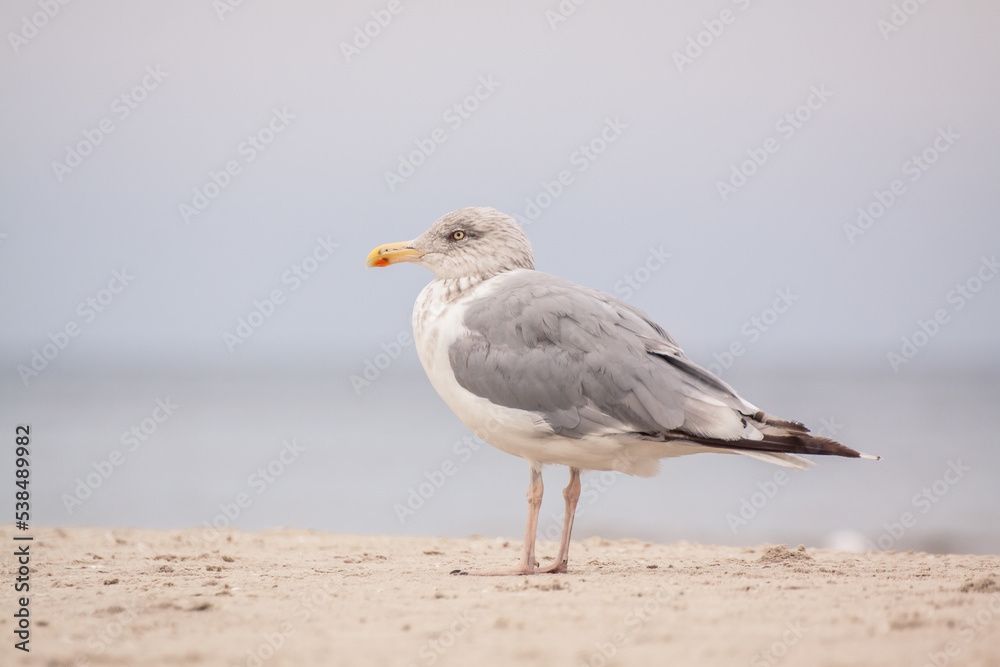 The European herring gull (Larus argentatus) is a large seagull, standing on the beach by the Baltic Sea. Big gray wings. Plumage of an adult gull. Blurred background. The European herring gull (Larus argentatus) is a large seagull, standing on the beach by the Baltic Sea. Big gray wings. Plumage of an adult gull. Blurred background.