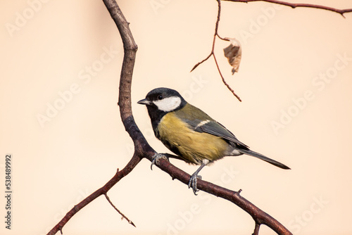 Great tit (Parus major) is a passerine bird in the tit family Paridae. This little bird is a frequent visitor to the bird feeder during winter. Birds that lives close to a human.