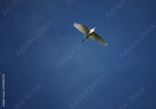 Bird in the sky photo