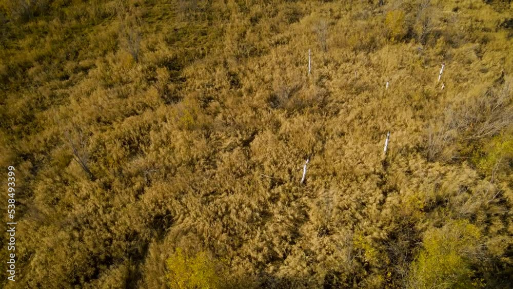 Aerial around view of a tundra bushs, grass on islands next to the river in sunny gold-autumn day with cloud Aerial around view of a tundra bushs, grass on islands next to the river in sunny gold-autumn day with cloud