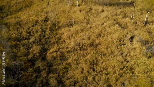 Aerial around view of a tundra bushs, grass on the island next to the river in sunny gold-autumn day with cloud