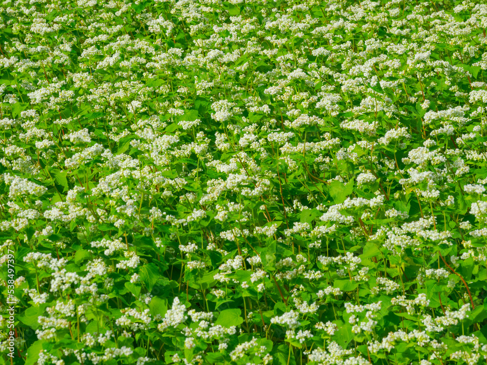 ソバの花 ソバの花