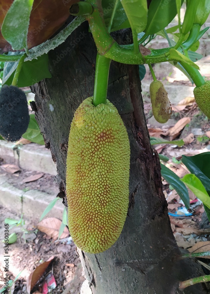 papaya fruit on a tree