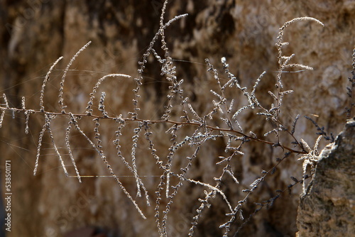 On the branches and leaves of trees spider webs of thin threads.