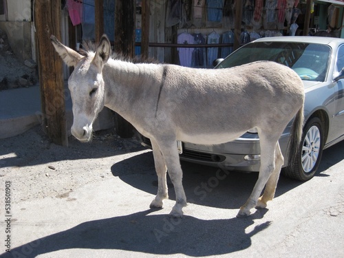 Donkey walking in front of a car, Oatman, Arizona photo