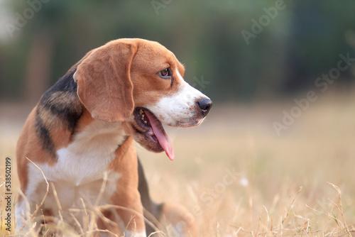 Portrait of a Beagle dog on the back yard with the warm beautiful sunset sky background in the summer.