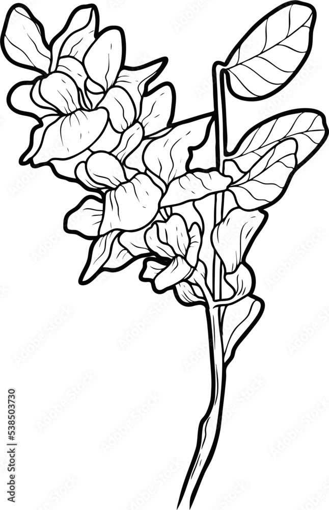 Acacia flowers and leaves Sketch line art isolated on white background. Black and white drawing of a flower. Drawing by hand. Acacia flowers and leaves Sketch line art isolated on white background. Black and white drawing of a flower. Drawing by hand.