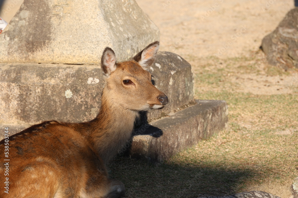 Fototapeta premium 広島県宮島の野生の鹿