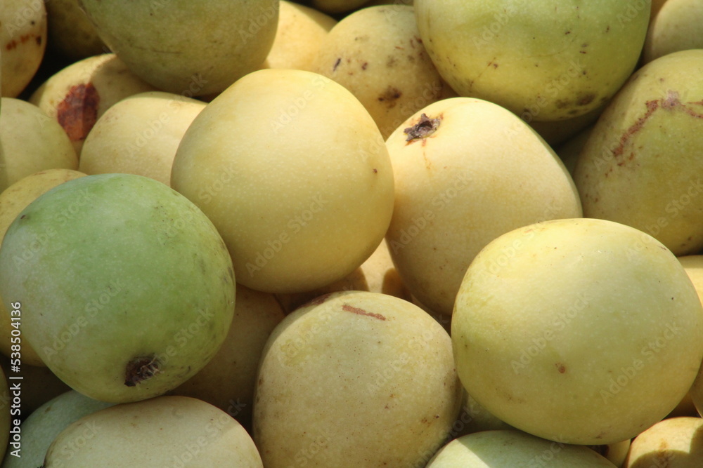 Green and mature marula fruit in South Africa Green and mature marula fruit in South Africa