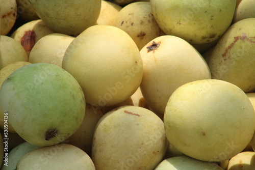 Green and mature marula fruit in South Africa