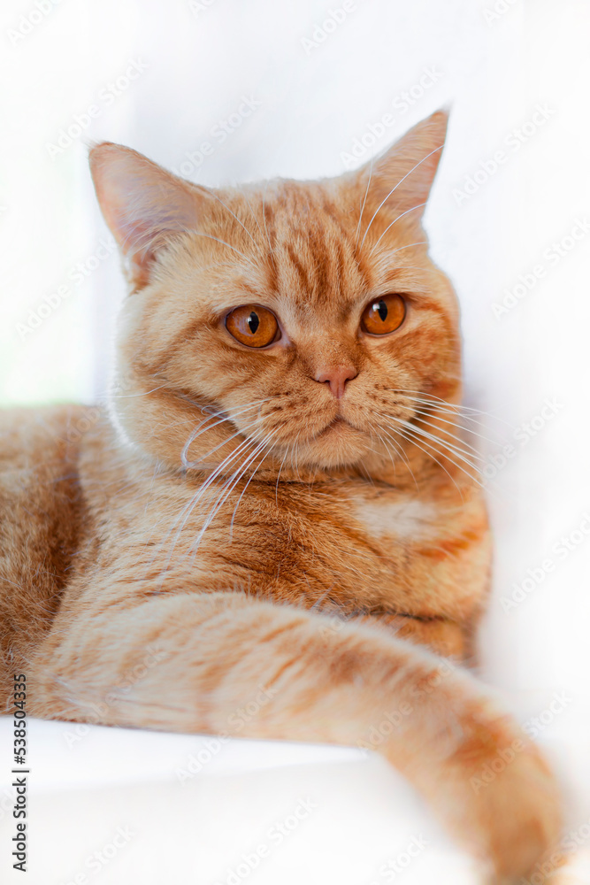 Red British cat licks on a white background close-up.