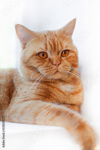 Fototapeta Naklejka Na Ścianę i Meble -  Red British cat licks on a white background close-up.