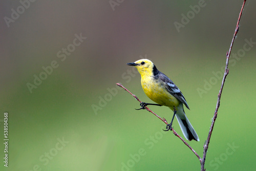 A citrine wagtail with prey in its beak sits on a branch.