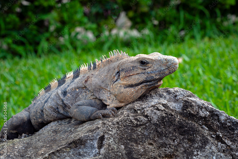 The iguana is a genus of herbivorous lizards. close-up portrait The iguana is a genus of herbivorous lizards. close-up portrait