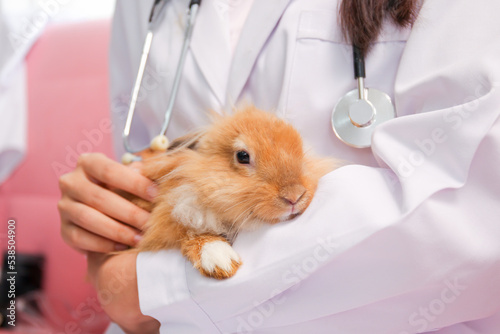 Happy - cheerful Asian veterinarian holding or carrying a young rabbit with care.  © DG PhotoStock
