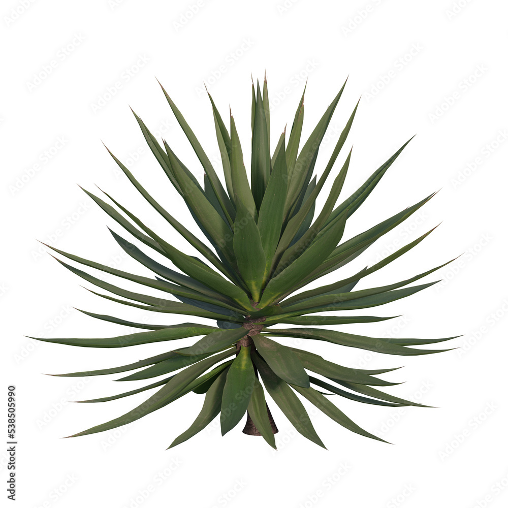 Fototapeta premium Agave plant on a transparent background. 3d rendering.