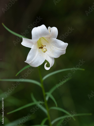 白いタカサゴユリ