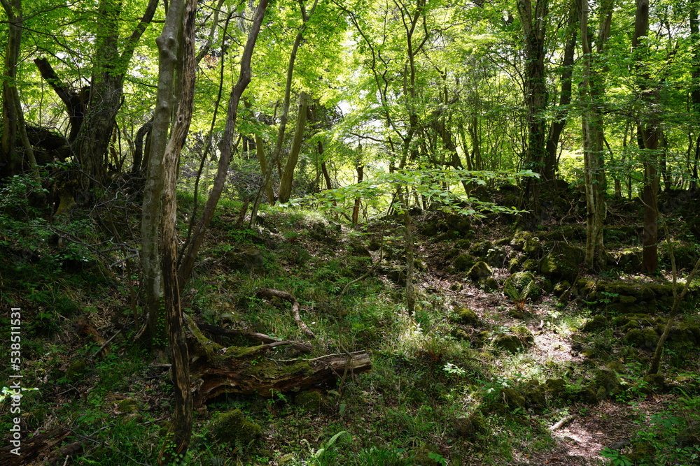 thick wild forest in spring thick wild forest in spring